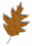 autumn leaf